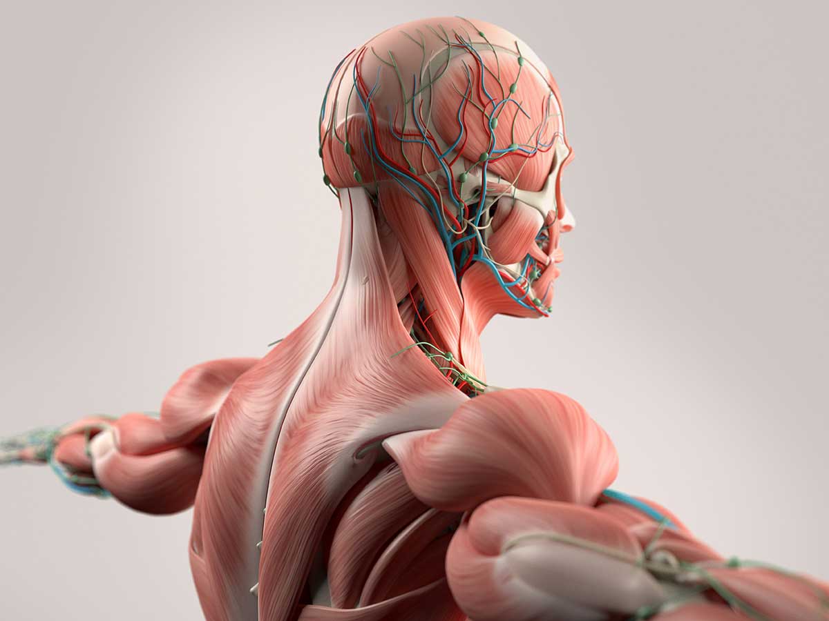 Upper-body anatomy showing muscles and nerves that massage can treat